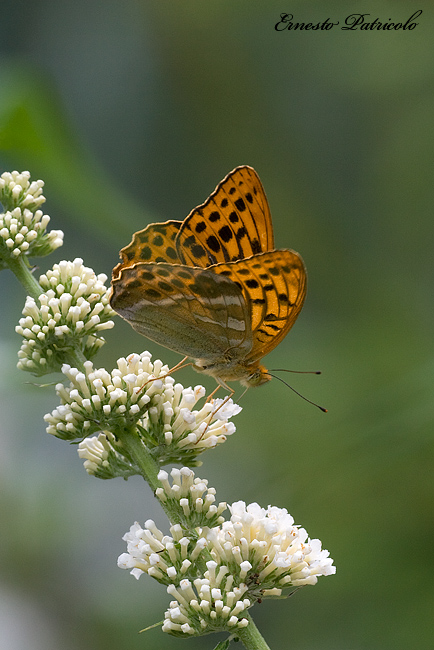 Argynnis (Argynnis) paphia